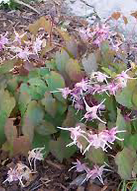 Epimedium 'Purple Pixie'